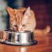 Cat eating out of bowl