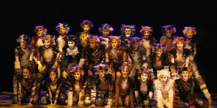 Cats. Picture Nardus Engelbrecht