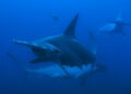 Hammerhead Sharks at Revillagigedo Islands. (credit: National Geographic/Bertie Gregory)