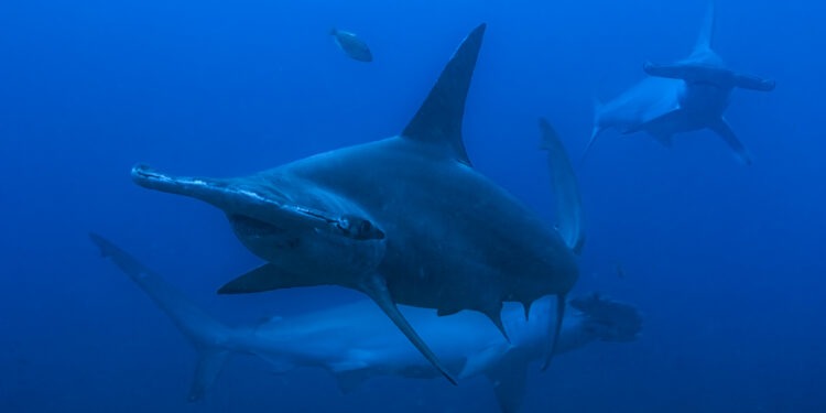 Hammerhead Sharks at Revillagigedo Islands. (credit: National Geographic/Bertie Gregory)