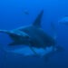 Hammerhead Sharks at Revillagigedo Islands. (credit: National Geographic/Bertie Gregory)