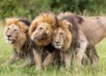 Olepolos sits while Osapuk and Orkitok stand beside him, their heads close together as the three pride males maintain a tight bond. (National Geographic/Simon Blakeney)
