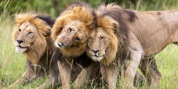 Olepolos sits while Osapuk and Orkitok stand beside him, their heads close together as the three pride males maintain a tight bond. (National Geographic/Simon Blakeney)