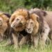 Olepolos sits while Osapuk and Orkitok stand beside him, their heads close together as the three pride males maintain a tight bond. (National Geographic/Simon Blakeney)