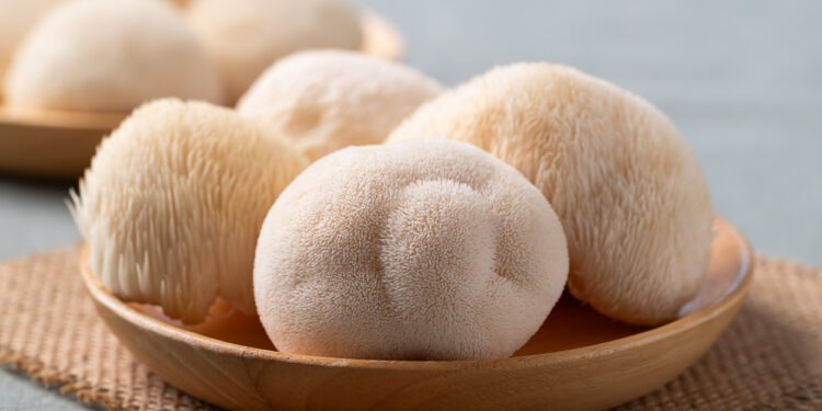 Fresh Lion's Mane mushroom,(Hericium erinaceus) on a wooden plate, known for nootropic benefits and medicinal properties